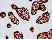 IHC image of CSB-PA22589A0Rb diluted at 1:500 and staining in paraffin-embedded human placenta tissue performed on a Leica BondTM system. After dewaxing and hydration, antigen retrieval was mediated by high pressure in a citrate buffer (pH 6.0). S...