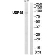 Western blot analysis of extracts from A549 cells, using USP45 antibody.