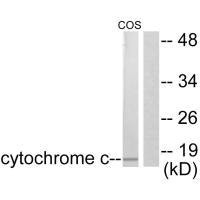 Western blot analysis of extracts from COS7 cells, using Cytochrome c antibody.