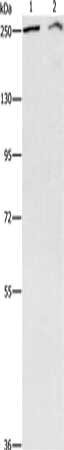 Gel: 8%SDS-PAGE, Lysate: 40 ug, Lane 1-2: Lovo cells, A172 cells, Primary antibody: CSB-PA226311(ARID1A Antibody) at dilution 1/300, Secondary antibody: Goat anti rabbit IgG at 1/8000 dilution, Exposure time: 5 minutes