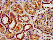 IHC image of CSB-PA22689A0Rb diluted at 1:500 and staining in paraffin-embedded human kidney tissue performed on a Leica BondTM system. After dewaxing and hydration, antigen retrieval was mediated by high pressure in a citrate buffer (pH 6.0). Sec...
