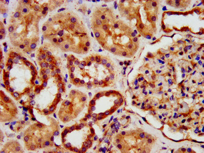 IHC image of CSB-PA22689A0Rb diluted at 1:500 and staining in paraffin-embedded human kidney tissue performed on a Leica BondTM system. After dewaxing and hydration, antigen retrieval was mediated by high pressure in a citrate buffer (pH 6.0). Sec...