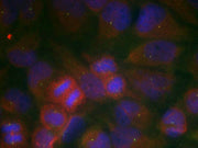 Immunofluorescence staining of methanol-fixed Hela cells using GluR1(Ab-863) Antibody.