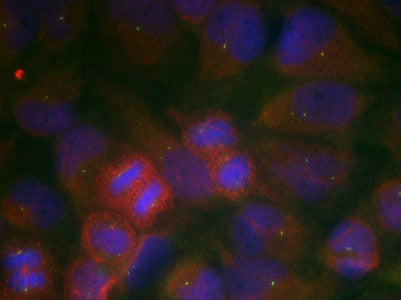 Immunofluorescence staining of methanol-fixed Hela cells using GluR1(Ab-863) Antibody.