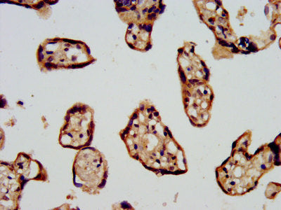 IHC image of CSB-PA22709A0Rb diluted at 1:500 and staining in paraffin-embedded human placenta tissue performed on a Leica BondTM system. After dewaxing and hydration, antigen retrieval was mediated by high pressure in a citrate buffer (pH 6.0). S...