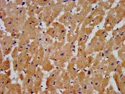 IHC image of CSB-PA22719A0Rb diluted at 1:300 and staining in paraffin-embedded human heart tissue performed on a Leica BondTM system. After dewaxing and hydration, antigen retrieval was mediated by high pressure in a citrate buffer (pH 6.0). Sect...