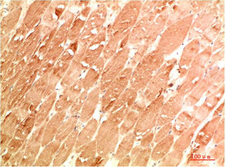 Immunohistochemical analysis of paraffin-embedded Human Skeletal Muscle Tissue using ATG4a Rabbit pAb diluted at 1:200