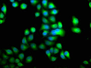 Immunofluorescence staining of Hela cells with CSB-PA22739A0Rb at 1:100, counter-stained with DAPI. The cells were fixed in 4% formaldehyde, permeabilized using 0.2% Triton X-100 and blocked in 10% normal Goat Serum. The cells were then incubated...