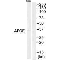 Western blot analysis of extracts from K562 cells, using APOE antibody.