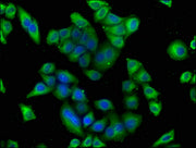Immunofluorescence staining of Hela cells with CSB-PA22749A0Rb at 1:100, counter-stained with DAPI. The cells were fixed in 4% formaldehyde, permeabilized using 0.2% Triton X-100 and blocked in 10% normal Goat Serum. The cells were then incubated...