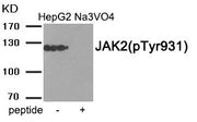 Western blot analysis of extracts from HepG2 cells treated with Na3VO4 using JAK2 (Phospho-Tyr931) antibody.The lane on the right is treated with the antigen-specific peptide.