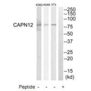 Western blot analysis of extracts from NIH-3T3 cells, A549 cells and K562 cells, using CAPN12 antibody.