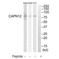 Western blot analysis of extracts from NIH-3T3 cells, A549 cells and K562 cells, using CAPN12 antibody.