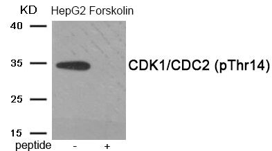 Western blot analysis of extracts from HepG2 cells treated with Forskolin using Phospho-CDK1/CDC2 (Thr14) antibody.The lane on the right is treated with the antigen-specific peptide.