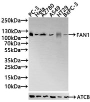 Western Blot Positive WB detected in: PC-3 whole cell lysate All lanes: FAN1 antibody at 5.3ug/ml Secondary Goat polyclonal to rabbit IgG at 1/50000 dilution Predicted band size: 115, 60 kDa Observed band size: 115 kDa