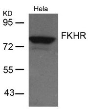 Western blot analysis of extracts from Hela cells using FKHR(Ab-256) Antibody.