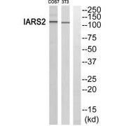 Western blot analysis of extracts from RAW264.7 cells and COS-7 cells, using IARS2 antibody.