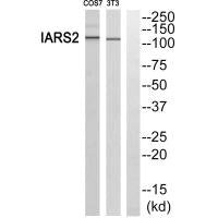 Western blot analysis of extracts from RAW264.7 cells and COS-7 cells, using IARS2 antibody.