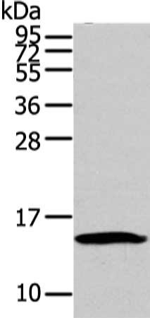 Gel: 12%SDS-PAGE, Lysate: 40 ug, Lane: HT-29 cell, Primary antibody: CSB-PA230265(HMGA1 Antibody) at dilution 1/250 dilution, Secondary antibody: Goat anti rabbit IgG at 1/8000 dilution, Exposure time: 1 minute