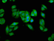 Immunofluorescence staining of HepG2 cells with CSB-PA23029A0Rb at 1:66, counter-stained with DAPI. The cells were fixed in 4% formaldehyde, permeabilized using 0.2% Triton X-100 and blocked in 10% normal Goat Serum. The cells were then incubated...