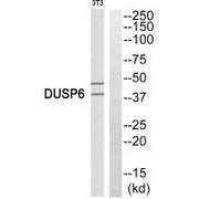 Western blot analysis of extracts from 3T3 cells, using DUSP6 antiobdy.
