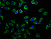 Immunofluorescence staining of A549 cells with CSB-PA23079A0Rb at 1:166, counter-stained with DAPI. The cells were fixed in 4% formaldehyde, permeabilized using 0.2% Triton X-100 and blocked in 10% normal Goat Serum. The cells were then incubated...