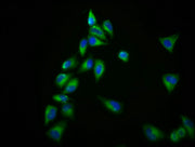 Immunofluorescence staining of Hela cells with CSB-PA23089A0Rb at 1:166, counter-stained with DAPI. The cells were fixed in 4% formaldehyde, permeabilized using 0.2% Triton X-100 and blocked in 10% normal Goat Serum. The cells were then incubated...