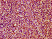 IHC image of CSB-PA23099A0Rb diluted at 1:400 and staining in paraffin-embedded human tonsil tissue performed on a Leica BondTM system. After dewaxing and hydration, antigen retrieval was mediated by high pressure in a citrate buffer (pH 6.0). Sec...