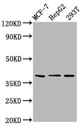 Western Blot Positive WB detected in: MCF-7 whole cell lysate, HepG2 whole cell lysate, 293T whole cell lysate All lanes: POU5F1B antibody at 6.5µg/ml Secondary Goat polyclonal to rabbit IgG at 1/50000 dilution Predicted band size: 39 kDa Observed...