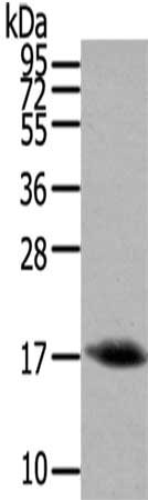 Gel: 12%SDS-PAGE,Lysate: 40 ug,,Primary antibody: CSB-PA232103(HCRT Antibody) at dilution 1/200 dilution,Secondary antibody: Goat anti rabbit IgG at 1/8000 dilution,Exposure time: 40 seconds