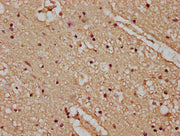 IHC image of CSB-PA23389A0Rb diluted at 1:100 and staining in paraffin-embedded human brain tissue performed on a Leica BondTM system. After dewaxing and hydration, antigen retrieval was mediated by high pressure in a citrate buffer (pH 6.0). Sect...