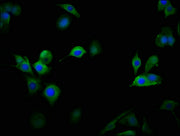 Immunofluorescence staining of MCF-7 cells with CSB-PA23409A0Rb at 1:100, counter-stained with DAPI. The cells were fixed in 4% formaldehyde, permeabilized using 0.2% Triton X-100 and blocked in 10% normal Goat Serum. The cells were then incubated...