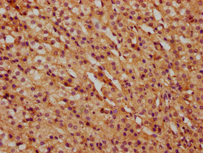 IHC image of CSB-PA23419A0Rb diluted at 1:500 and staining in paraffin-embedded human adrenal gland tissue performed on a Leica BondTM system. After dewaxing and hydration, antigen retrieval was mediated by high pressure in a citrate buffer (pH 6....