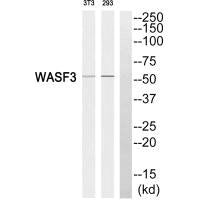 Western blot analysis of extracts from 3T3 cells and 293 cells, using WASF3 antibody.