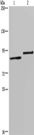 Gel: 6%SDS-PAGE, Lysate: 40 ug, Lane 1-2: A549 cells, 293T cells, Primary antibody: CSB-PA234430(TXLNA Antibody) at dilution 1/300, Secondary antibody: Goat anti rabbit IgG at 1/8000 dilution, Exposure time: 10 seconds