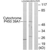 Western blot analysis of extracts from LOVO cells and HUVEC cells, using Cytochrome P450 39A1 antibody.
