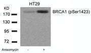 Western blot analysis of extracts from HT29 cells untreated or treated with Anisomycin using BRCA1(Phospho-Ser1423) Antibody.