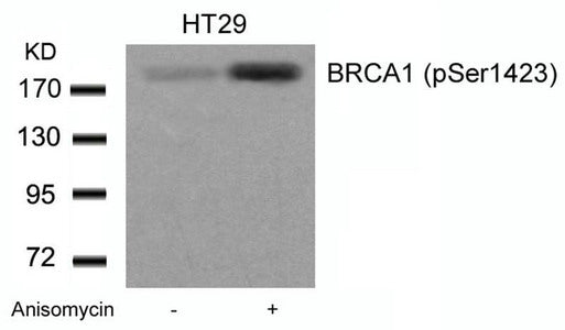 Western blot analysis of extracts from HT29 cells untreated or treated with Anisomycin using BRCA1(Phospho-Ser1423) Antibody.