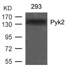 Western blot analysis of extracts from 293 cells using Pyk2(Ab-402) Antibody.