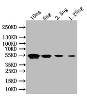 Western Blot Positive WB detected in: recombinant protein All lanes:Flagellin Antibody at 1:1000 Secondary Goat polyclonal to rabbit IgG at 1/50000 dilution Predicted band size: 49 kDa Observed band size: 49 kDa