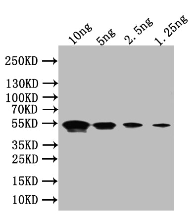 Western Blot Positive WB detected in: recombinant protein All lanes:Flagellin Antibody at 1:1000 Secondary Goat polyclonal to rabbit IgG at 1/50000 dilution Predicted band size: 49 kDa Observed band size: 49 kDa