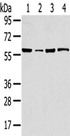 Gel: 8%SDS-PAGE,Lysate: 40 ug,Lane 1-4: 293T cells, HepG2 cells, K562 cells, Hela cells,Primary antibody: CSB-PA235427(TRIM35 Antibody) at dilution 1/800 dilution,Secondary antibody: Goat anti rabbit IgG at 1/8000 dilution,Exposure time: 15 seconds