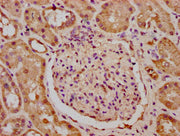 IHC image of CSB-PA23569A0Rb diluted at 1:400 and staining in paraffin-embedded human kidney tissue performed on a Leica BondTM system. After dewaxing and hydration, antigen retrieval was mediated by high pressure in a citrate buffer (pH 6.0). Sec...