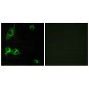 Immunofluorescence analysis of COS-7 cells, using LAMA1 antibody.