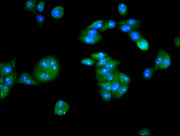 Immunofluorescence staining of PC-3 cells with CSB-PA23619A0Rb at 1:133, counter-stained with DAPI. The cells were fixed in 4% formaldehyde, permeabilized using 0.2% Triton X-100 and blocked in 10% normal Goat Serum. The cells were then incubated...
