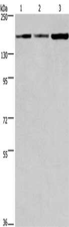Gel: 6%SDS-PAGE, Lysate: 40 ug, Lane 1-3: 293T cells, hela cells, hepG2 cells, Primary antibody: CSB-PA236225(BAG6 Antibody) at dilution 1/100, Secondary antibody: Goat anti rabbit IgG at 1/8000 dilution, Exposure time: 20 seconds