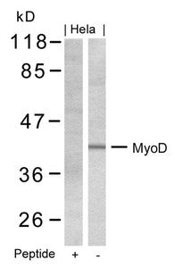 Western blot analysis of extracts from Hela cells using MyoD(Ab-200) Antibody and the same antibody preincubated with blocking peptide.
