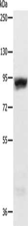 Gel: 10%SDS-PAGE, Lysate: 50 ug, Lane: Hela cells, Primary antibody: CSB-PA236550(RRM1 Antibody) at dilution 1/600, Secondary antibody: Goat anti rabbit IgG at 1/8000 dilution, Exposure time: 30 seconds
