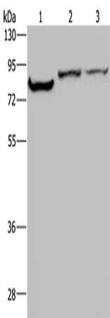 Gel: 8%SDS-PAGE, Lysate: 40 ug, Lane 1-3: HT29 cells, mouse kidney tissue, Mouse heart tissue, Primary antibody: CSB-PA237012(KCNQ1 Antibody) at dilution 1/200, Secondary antibody: Goat anti rabbit IgG at 1/8000 dilution, Exposure time: 40 seconds