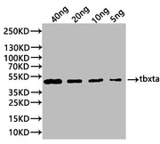Western Blot Positive WB detected in: recombinant protein All lanes:tbxta Antibody at 1:1000 Secondary Goat polyclonal to rabbit IgG at 1/20000 dilution Predicted band size: 46.5 kDa Observed band size: 44 kDa